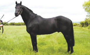 Colin Diamond Irish Stallion